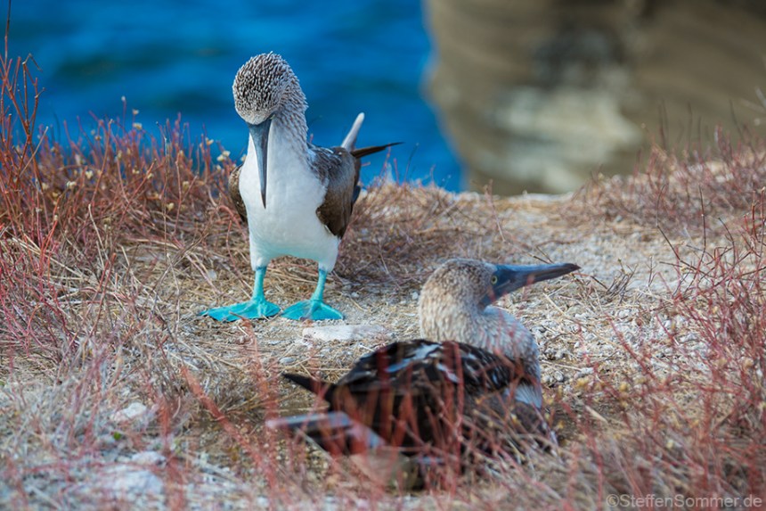 blue_footed_booby_2