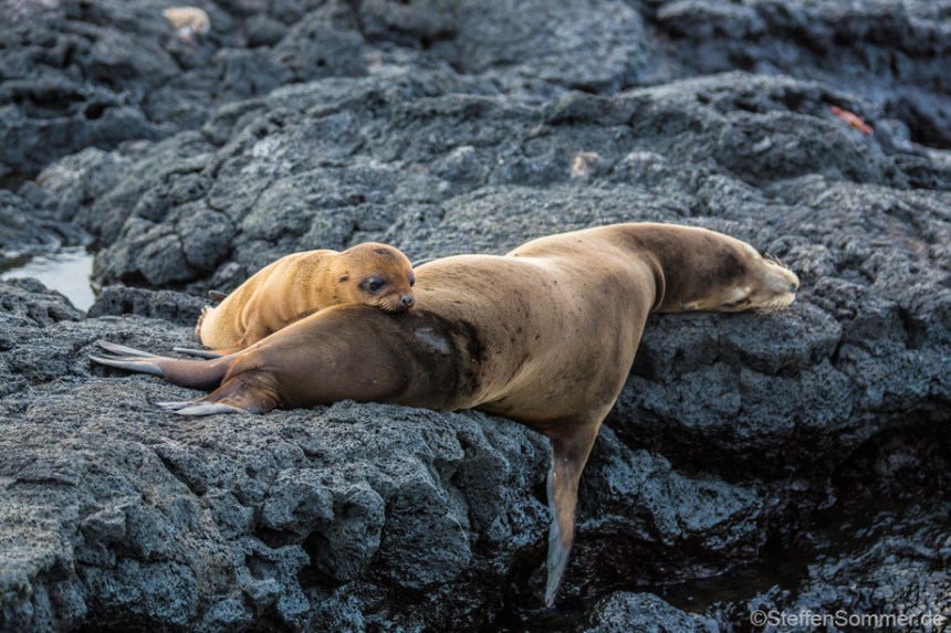 fur_seal_mother_pup