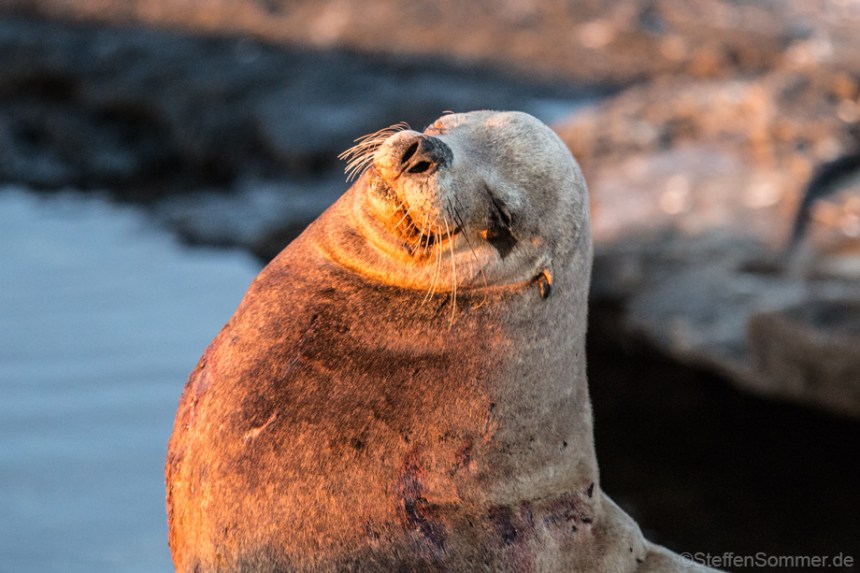 fur_seal_smiling