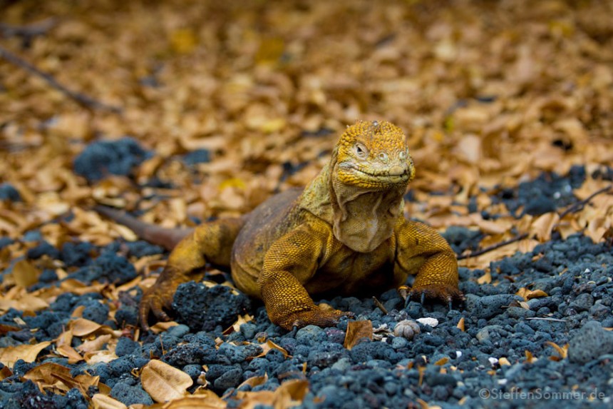 A land iguana ( Conolophus subcristatus) on black lava pebbles.