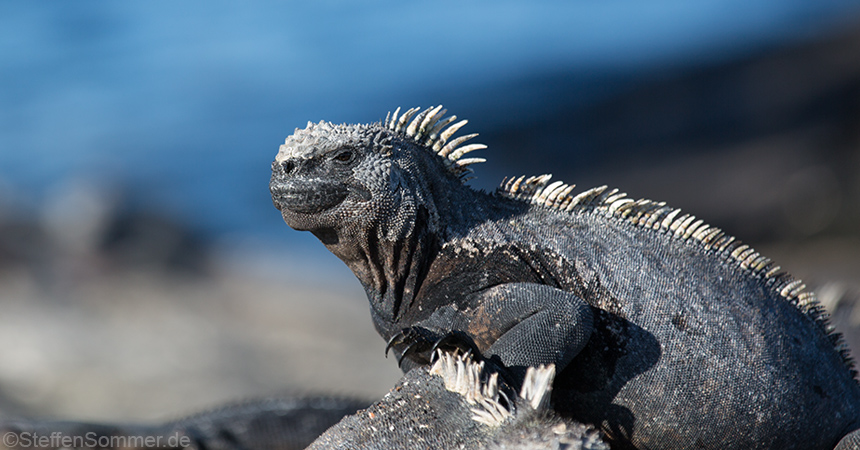 marine_iguana_watching
