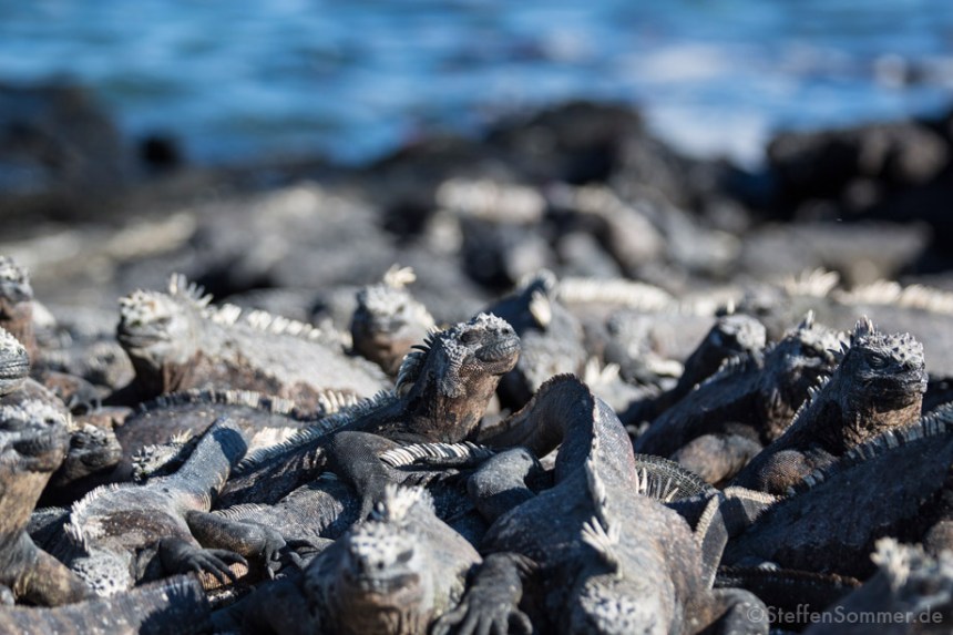Marine Iguanas (Amblyrhynchus cristatus) sunbathing.
