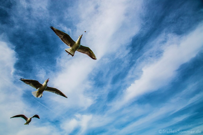 seagulls_sky_clouds_hunting