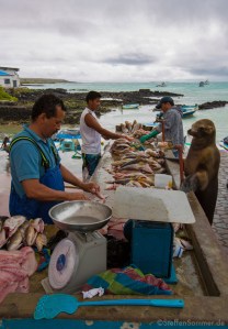 Sea lion "shopping" at a local fishmonger in the Galapagos