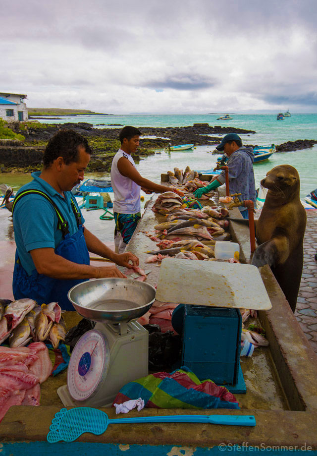 sealion_fishmonger_galapagos