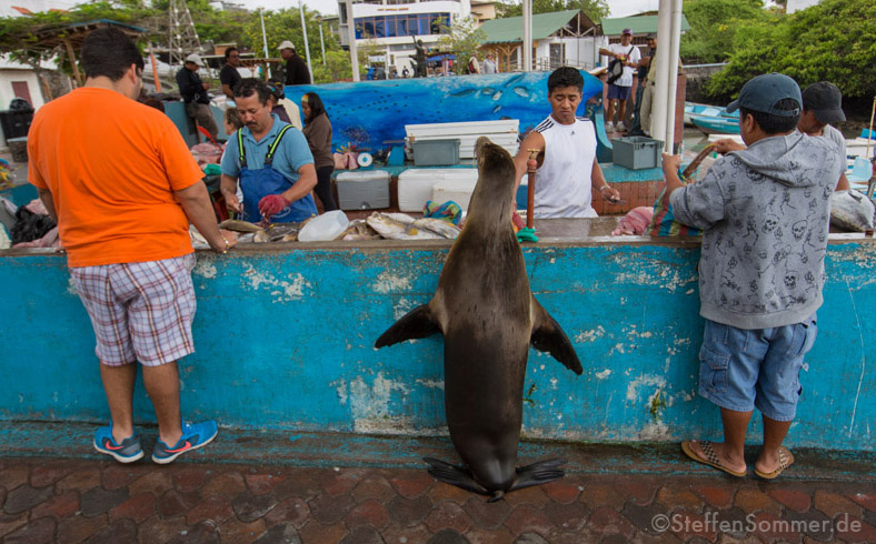 sealion_fishmonger_galapagos_buying
