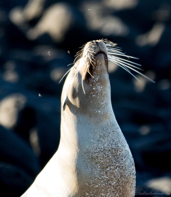 sealion_flies_galapagos