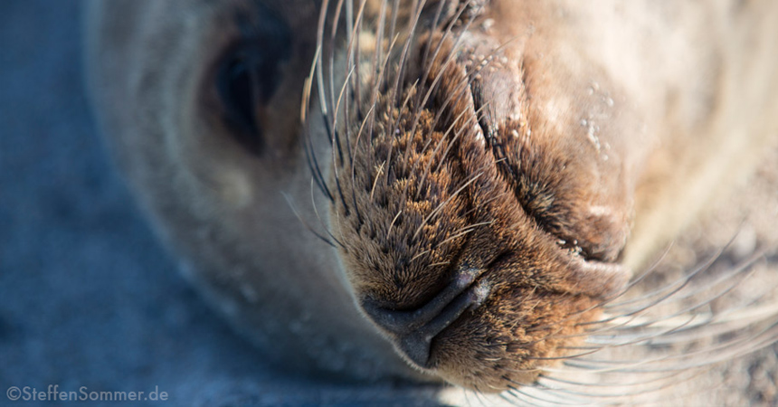 sealion_nose_TN