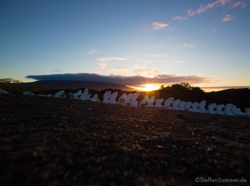 whale_skeleton_sunset