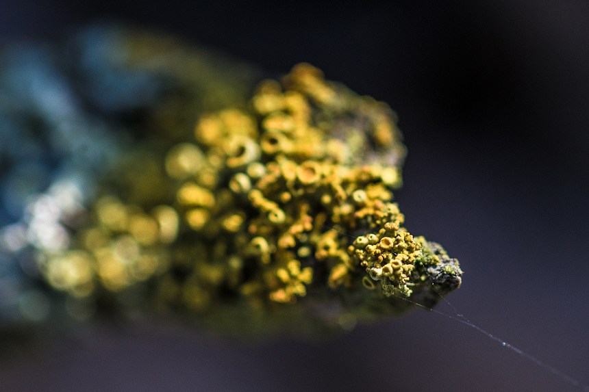 Macro of Golden shield lichen (Xanthoria parietina).