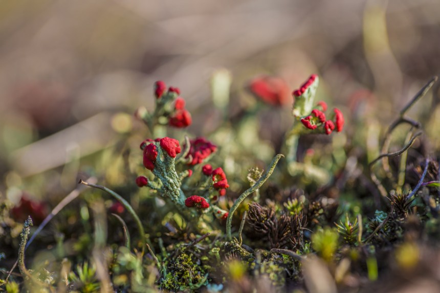 Cladonia coccifera